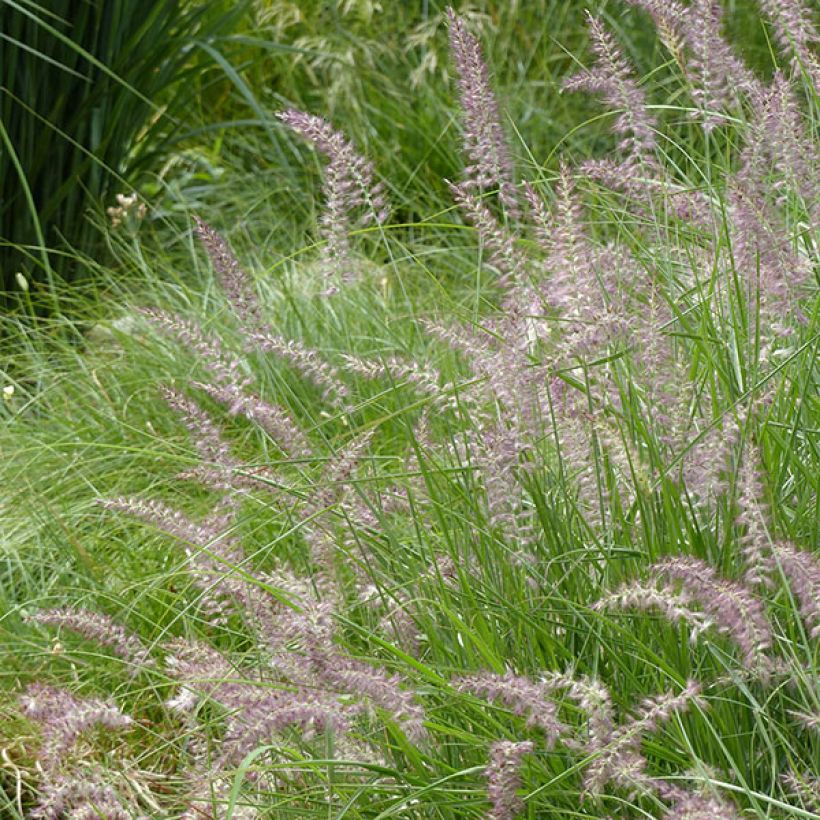 Orientalisches Lampenputzergras Karley Rose - Pennisetum orientale (Flowering)