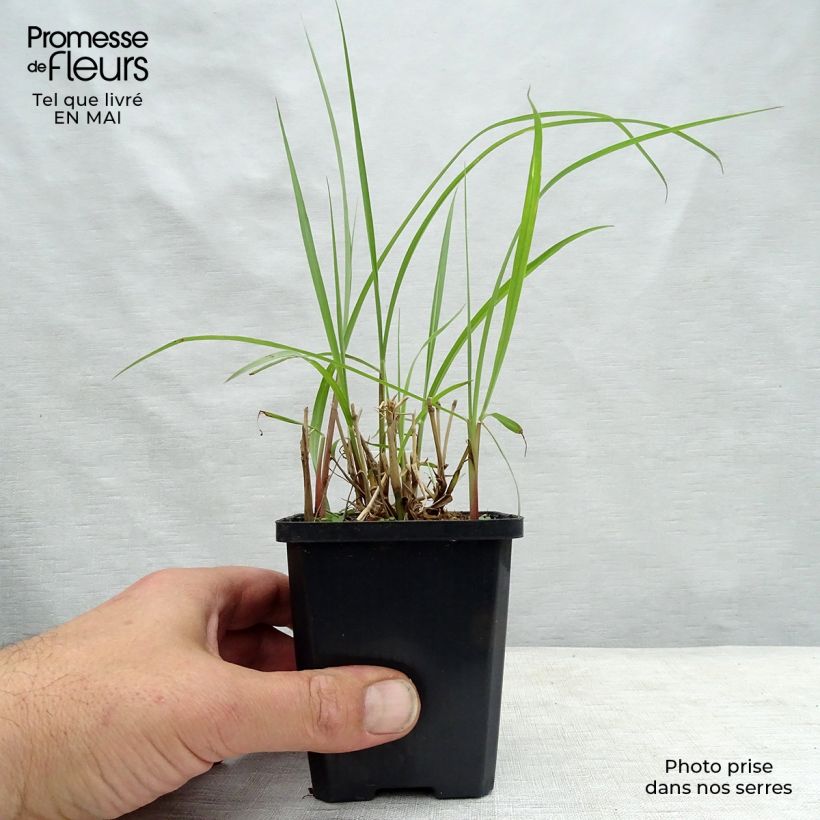 Exemplar von Orientalisches Lampenputzergras Karley Rose - Pennisetum orientale Kleine Töpfe von 8/9 cm wie im Frühjahr geliefert