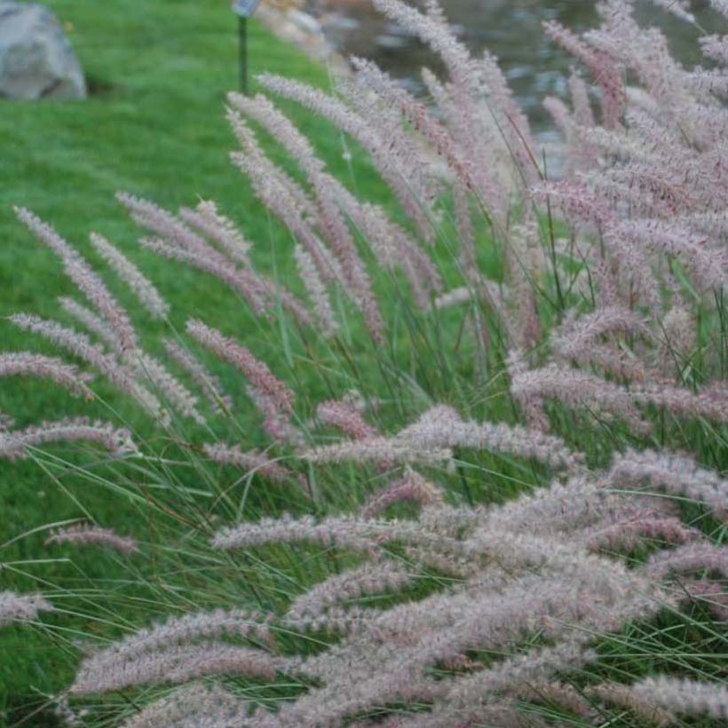 Orientalisches Lampenputzergras Shogun - Pennisetum orientale (Flowering)