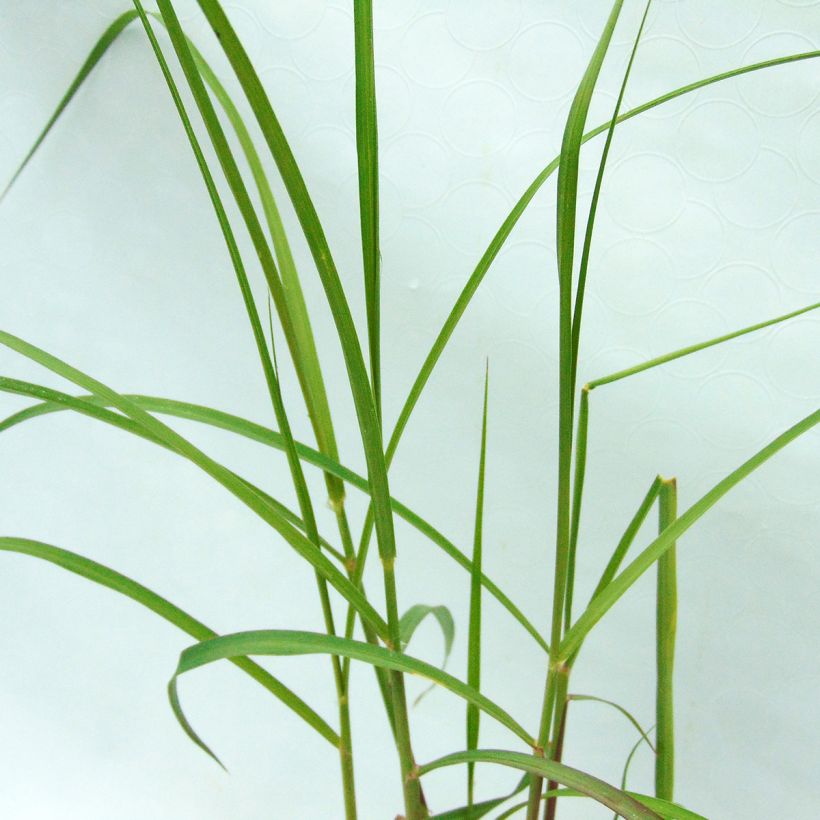 Orientalisches Lampenputzergras Shogun - Pennisetum orientale (Foliage)