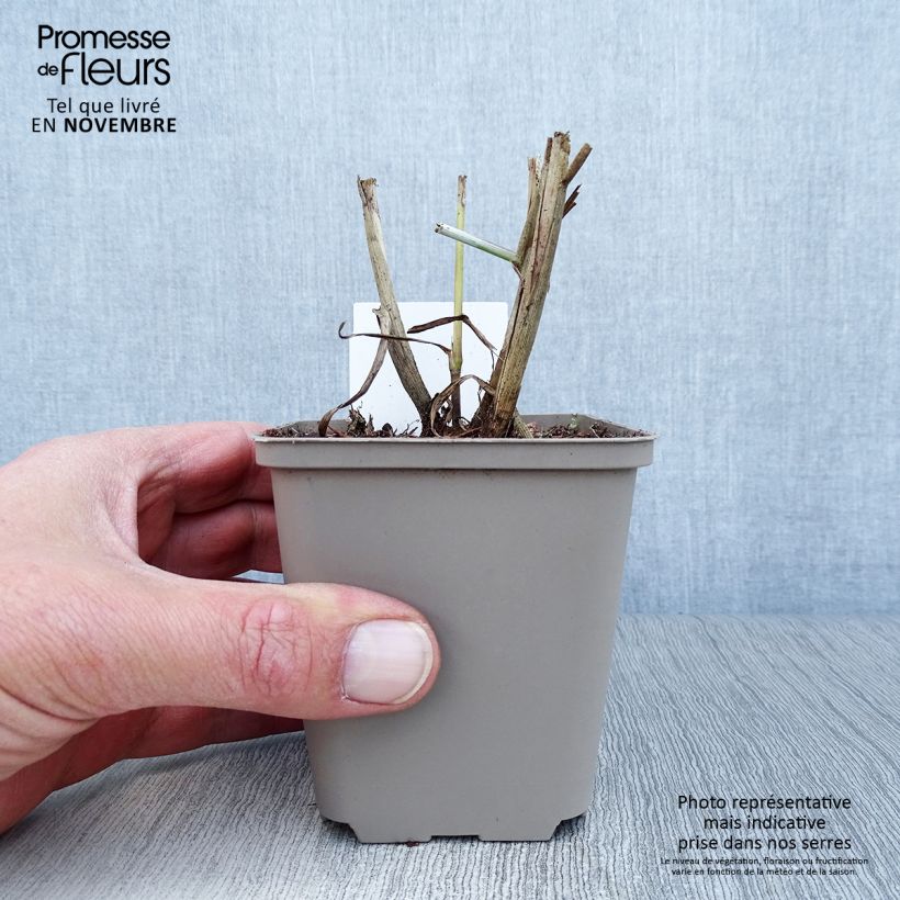 Example of Orientalisches Lampenputzergras Tall Tails - Pennisetum orientale Kleine Töpfe von 8/9 cm as you get in automne
