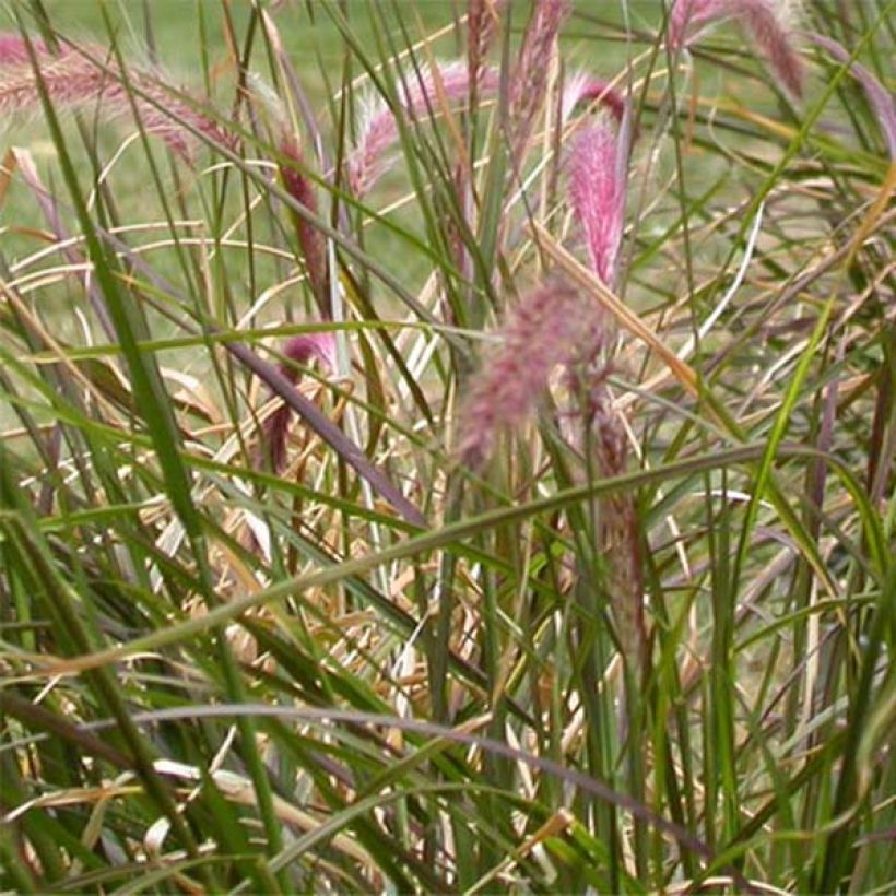 Federborstengras - Pennisetum setaceum (Foliage)