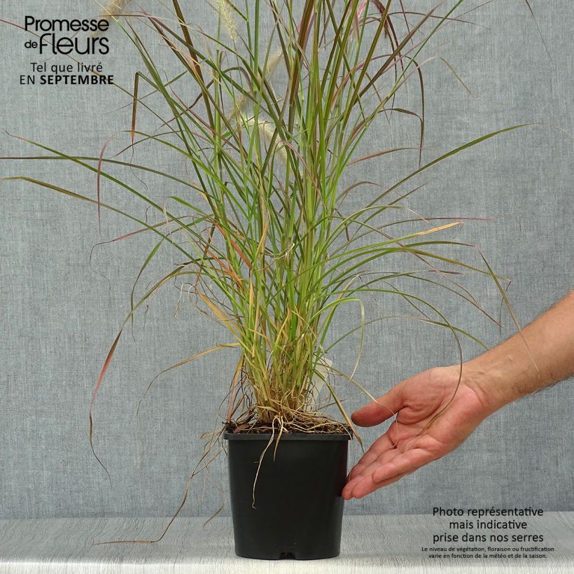 Example of Federborstengras Firework - Pennisetum setaceum Topf mit 2L/3L as you get in automne
