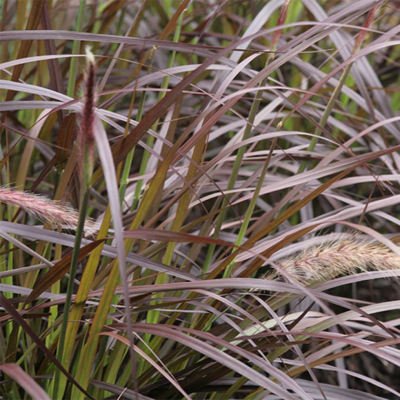 Federborstengras Rubrum - Pennisetum advena (Foliage)