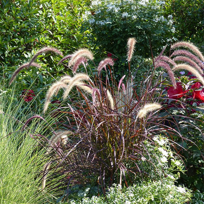 Federborstengras Rubrum - Pennisetum advena (Plant habit)