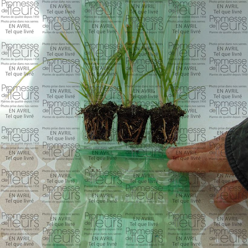 Example of Federborstengras - Pennisetum setaceum Mini-Plug Ø 3/4 cm as you get