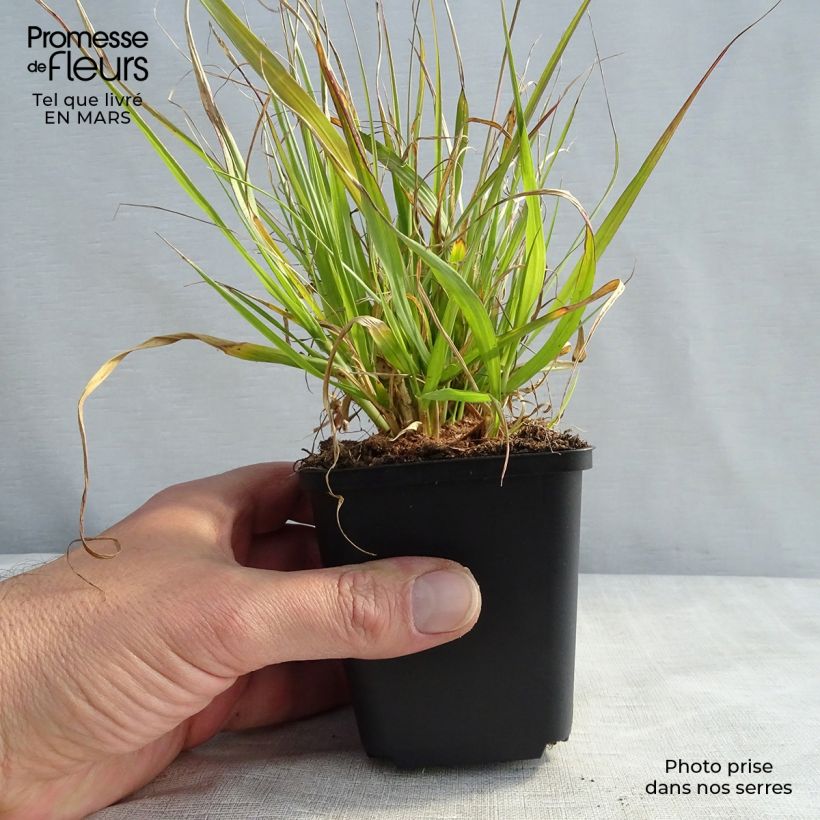Exemplar von Thunbergs Lampenputzergras - Pennisetum thunbergii Kleine Töpfe von 8/9 cm wie im Frühjahr geliefert