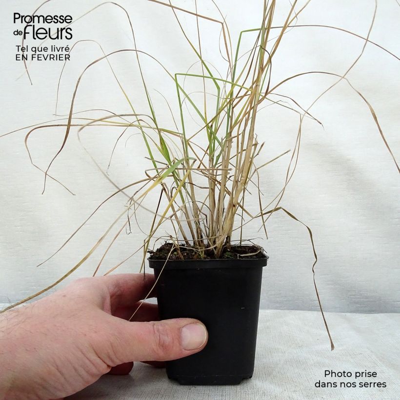 Exemplar von Federborstengras - Pennisetum villosum Kleine Töpfe von 8/9 cm wie im Winter geliefert