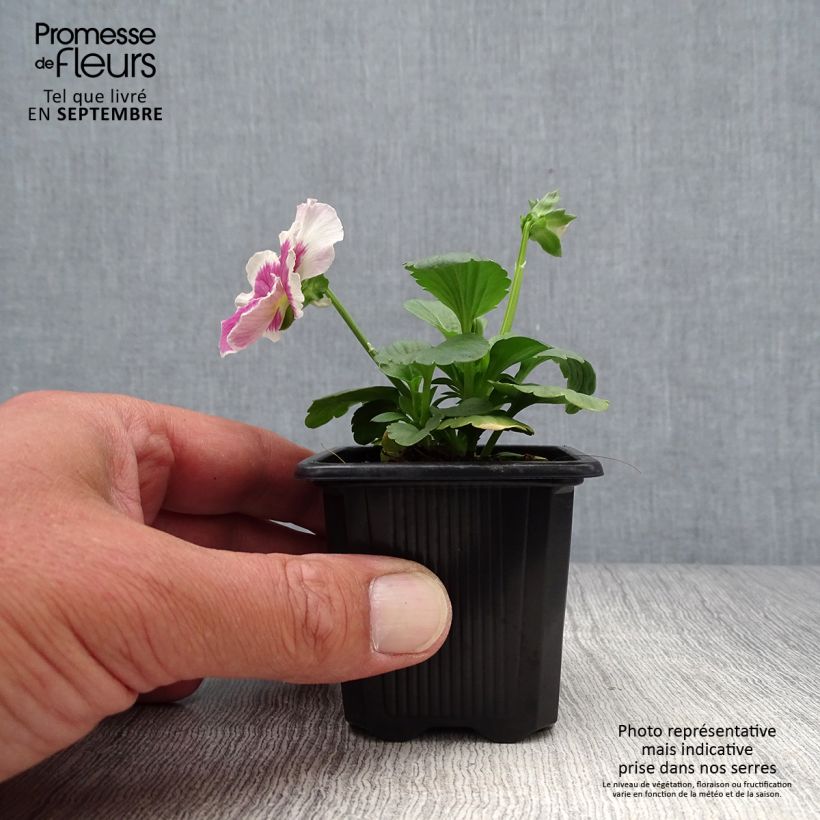 Example of Stiefmütterchen F1 Carrera Rose Blotch Kleine Töpfe von 7/8 cm as you get in automne