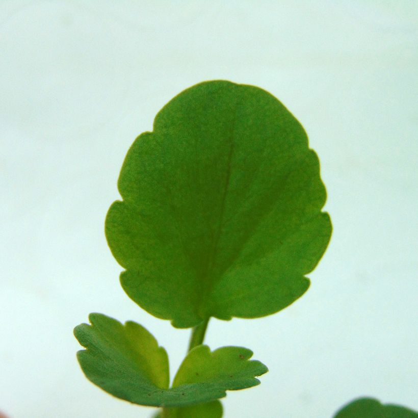 Stiefmütterchen Matrix F1 Cassis (Foliage)