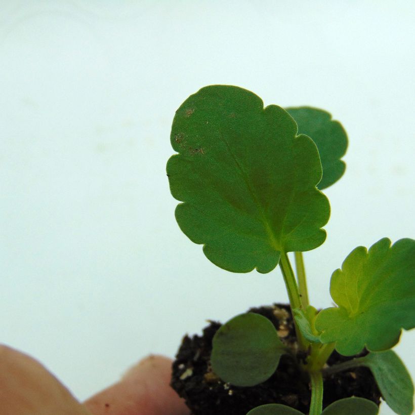 Stiefmütterchen Matrix F1 Yellow Blotch (Foliage)