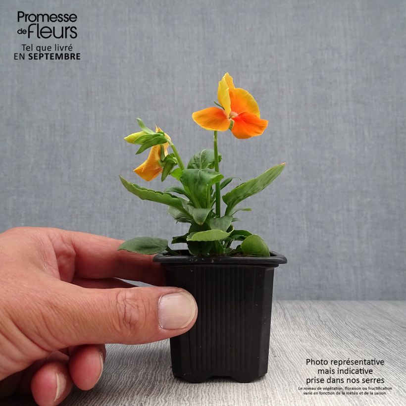 Example of Stiefmütterchen Matrix F1 Orange Deep Kleine Töpfe von 7/8 cm as you get in automne
