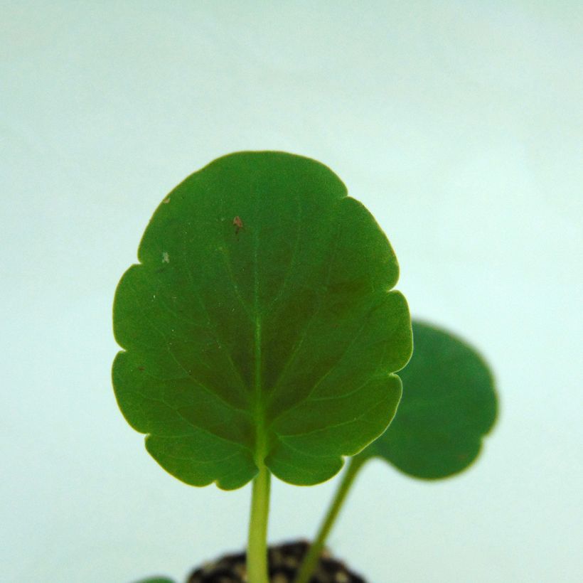 Stiefmütterchen Matrix F1 Orange Deep (Foliage)