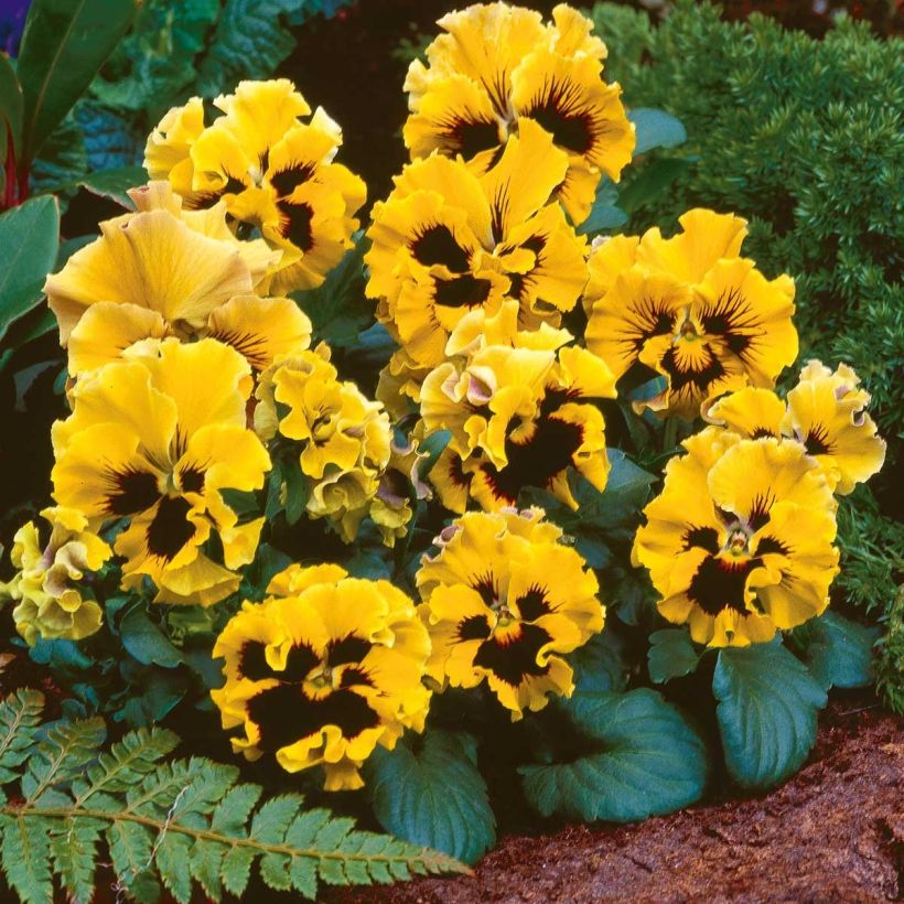 Stiefmütterchen Frizzle F1 Yellow (Flowering)