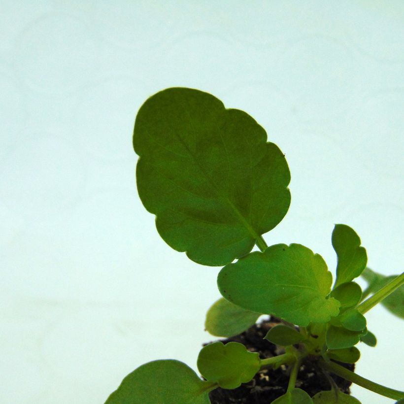 Stiefmütterchen Cool Wave Raspberry (Foliage)