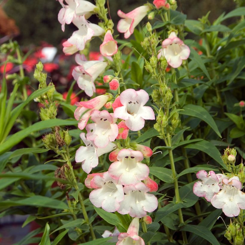 Penstemon Apple Blossom - Bartfaden (Flowering)