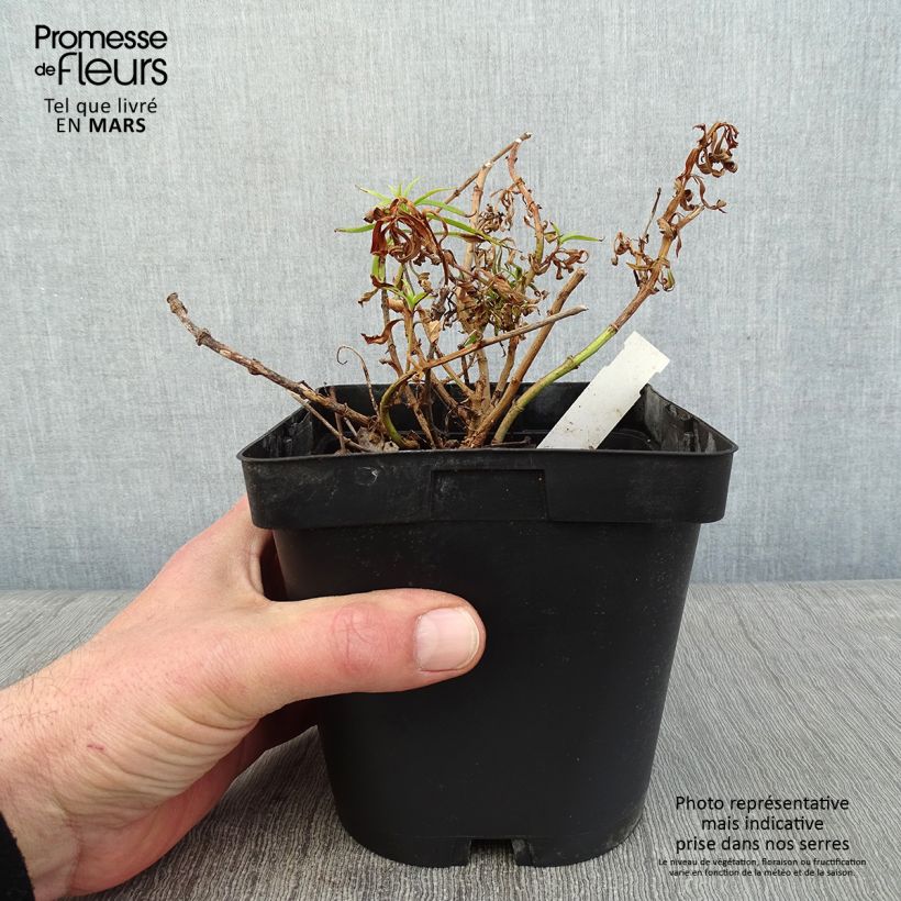 Exemplar von Penstemon Apple Blossom - Bartfaden Topf mit 2L/3L wie im Winter geliefert