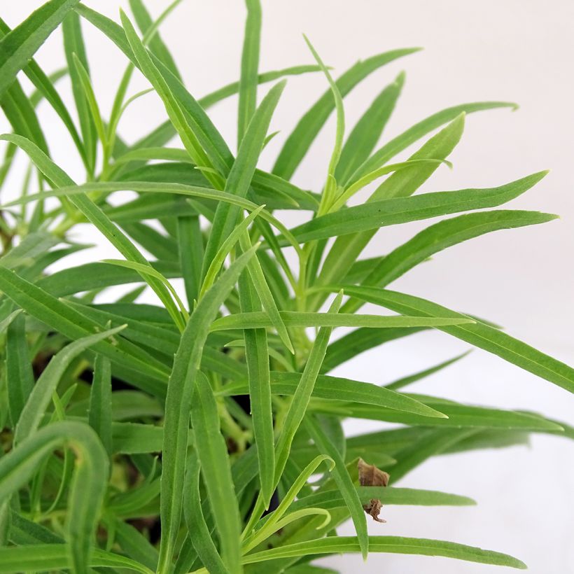 Penstemon Evelyn - Bartfaden (Foliage)
