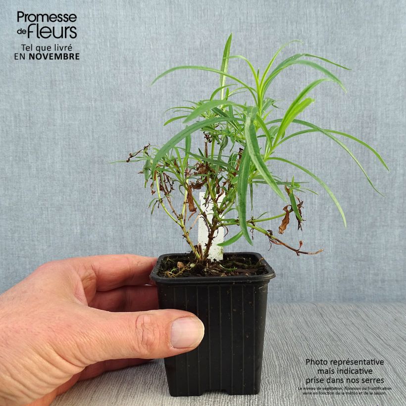 Example of Penstemon Evelyn - Bartfaden Kleine Töpfe von 8/9 cm as you get in automne