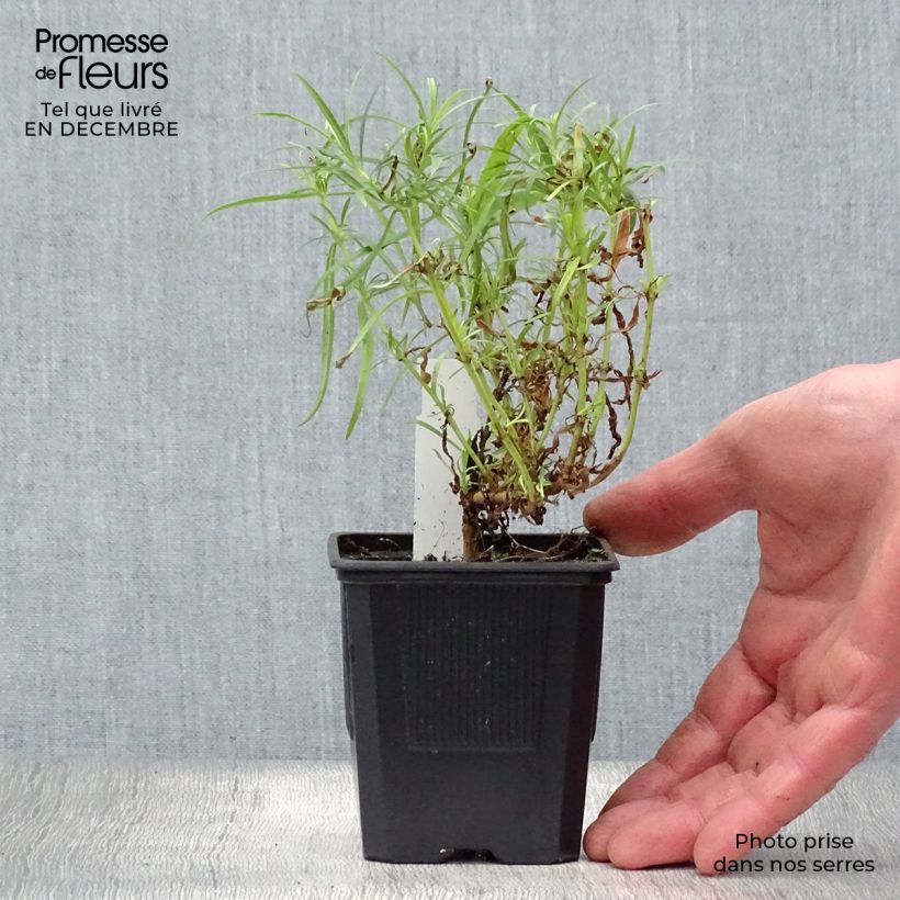 Exemplar von Penstemon Evelyn - Bartfaden Kleine Töpfe von 8/9 cm wie im Winter geliefert