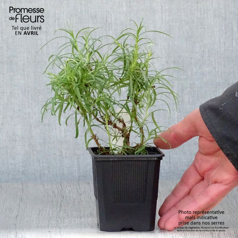 Exemplar von Penstemon Evelyn - Bartfaden Kleine Töpfe von 8/9 cm wie im Frühjahr geliefert