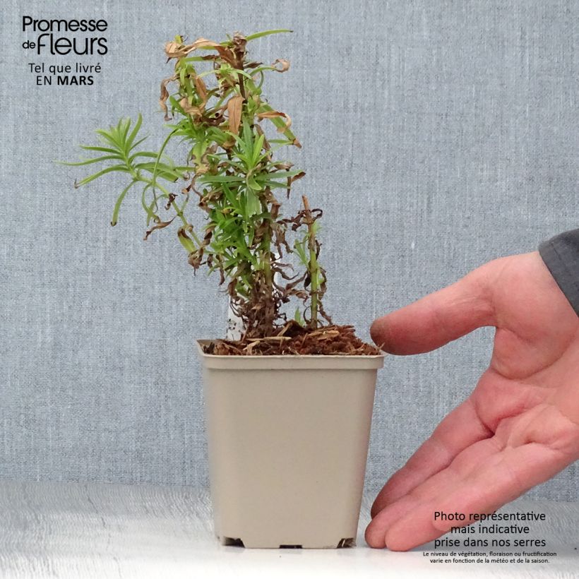 Example of Penstemon Harlequin Magenta - Bartfaden Topf mit 2L/3L as you get in printemps