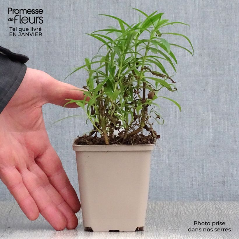 Example of Penstemon Harlequin Red - Bartfaden Kleine Töpfe von 8/9 cm as you get in hiver
