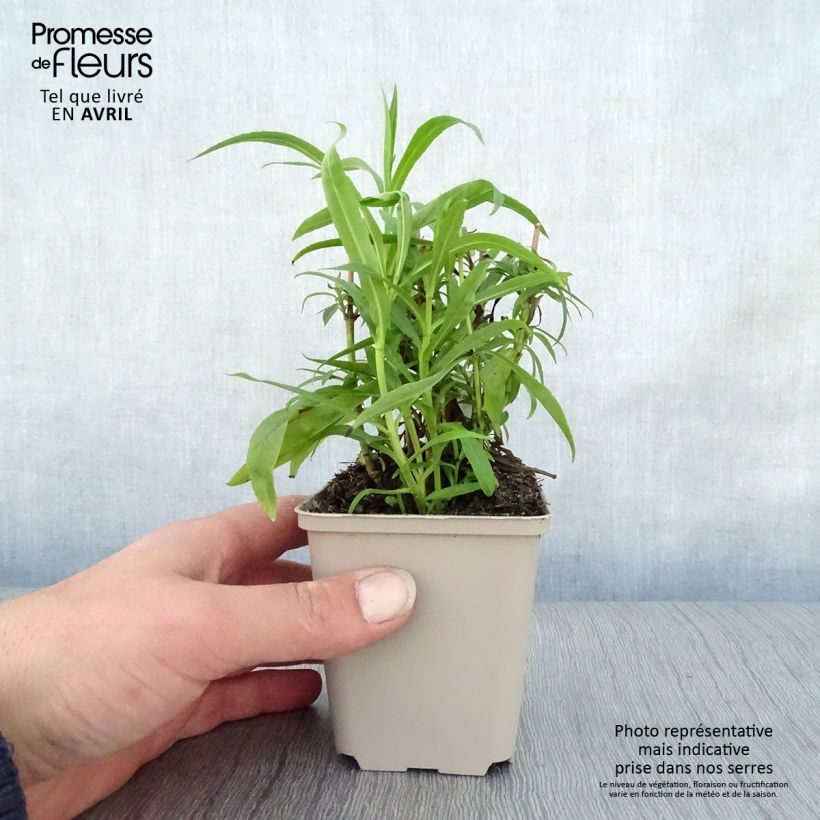 Exemplar von Penstemon Harlequin Red - Bartfaden Kleine Töpfe von 8/9 cm wie im Frühjahr geliefert