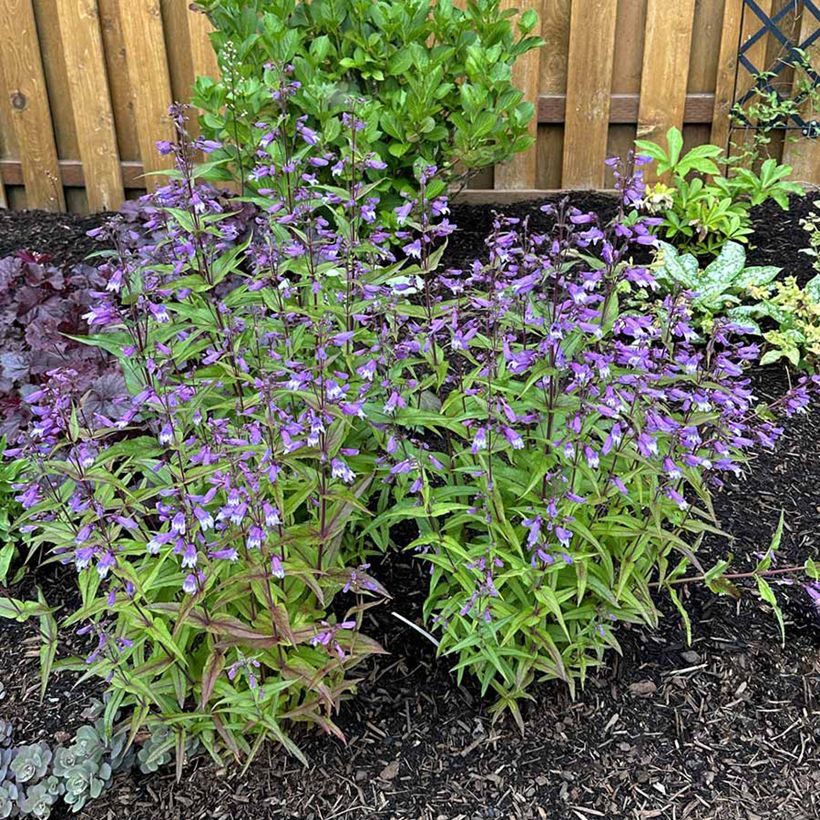 Penstemon Nova Twilight - Bartfaden (Wuchs)