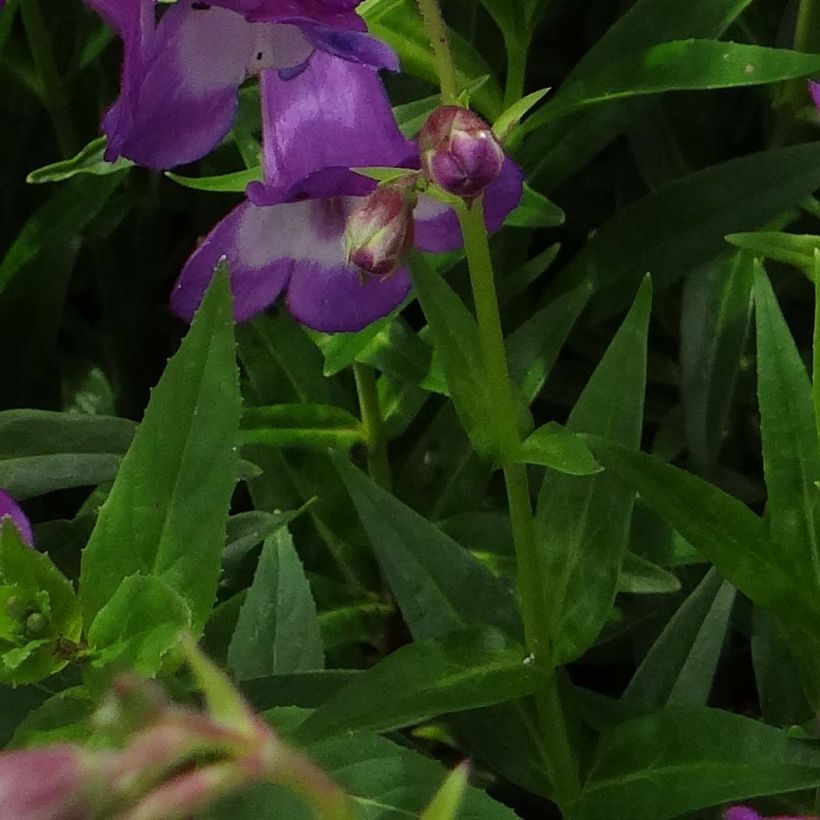 Penstemon Pensham Czar - Bartfaden (Foliage)