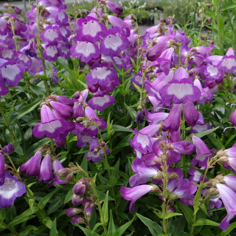 Penstemon Pensham Czar - Bartfaden (Flowering)