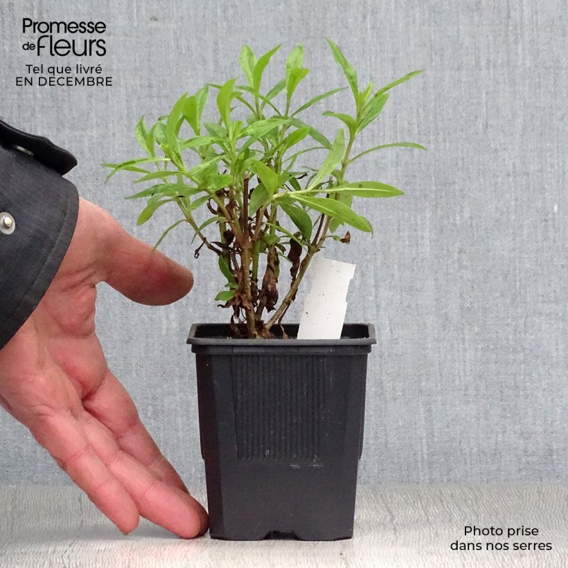 Exemplar von Penstemon Pensham Czar - Bartfaden Kleine Töpfe von 8/9 cm wie im Winter geliefert