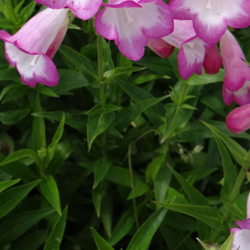 Penstemon Pensham Laura - Bartfaden (Foliage)
