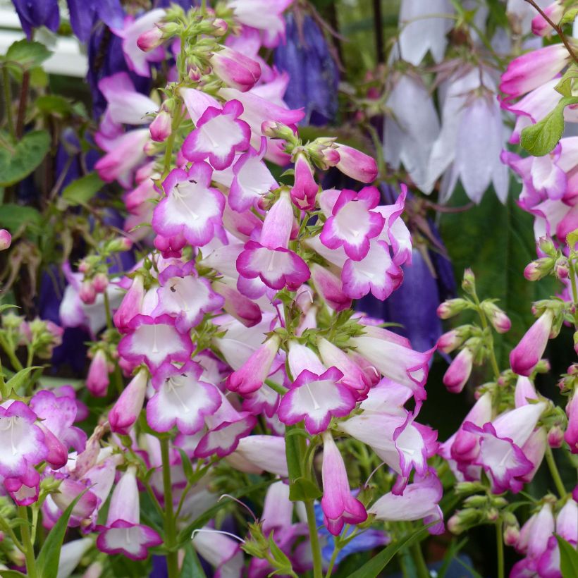 Penstemon Pensham Laura - Bartfaden (Flowering)
