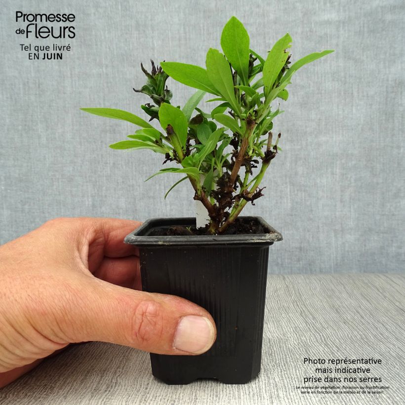 Exemplar von Penstemon Pensham Laura - Bartfaden Kleine Töpfe von 8/9 cm wie im Sommer geliefert