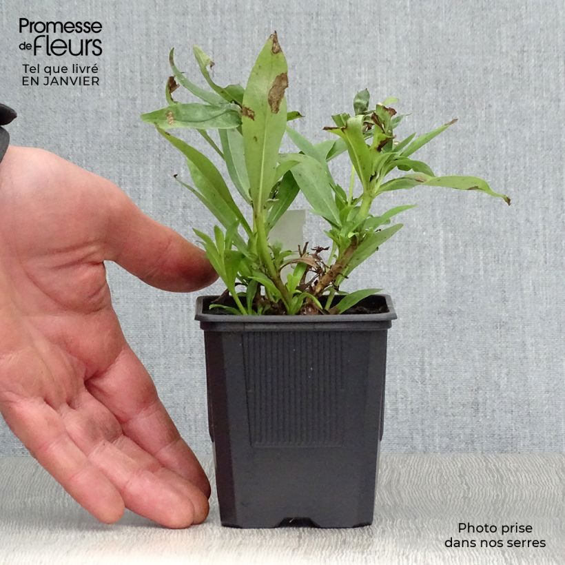 Exemplar von Penstemon Pensham Laura - Bartfaden Kleine Töpfe von 8/9 cm wie im Winter geliefert