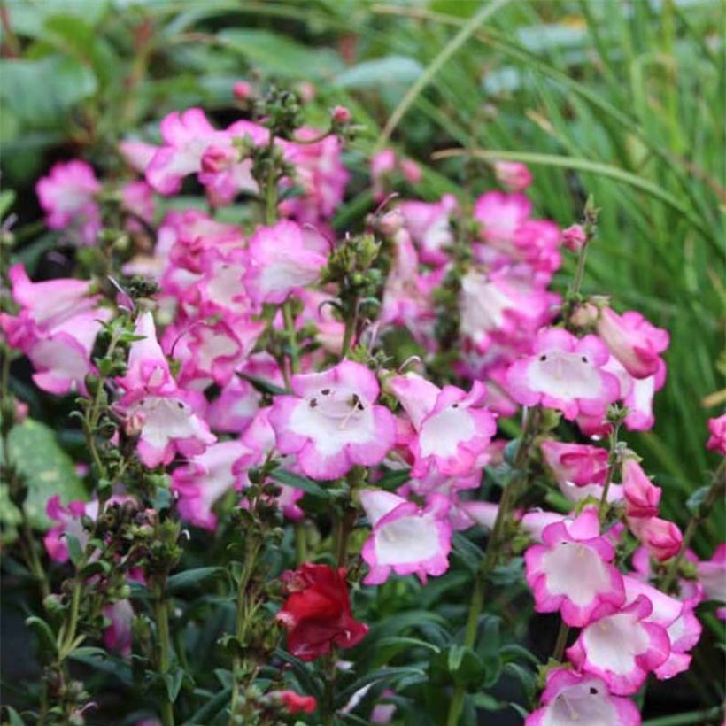 Penstemon Polaris Rose - Bartfaden (Flowering)
