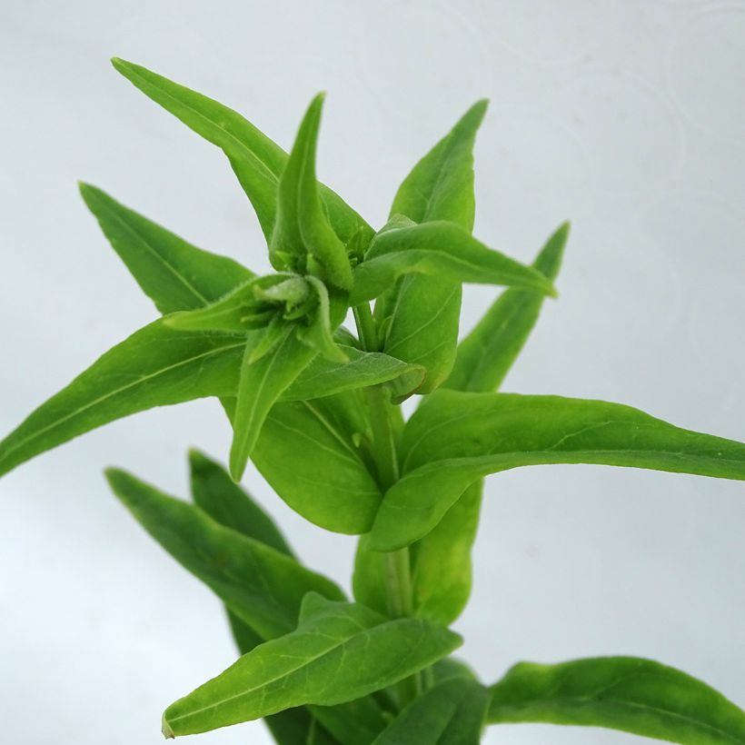 Penstemon Polaris Rose - Bartfaden (Foliage)