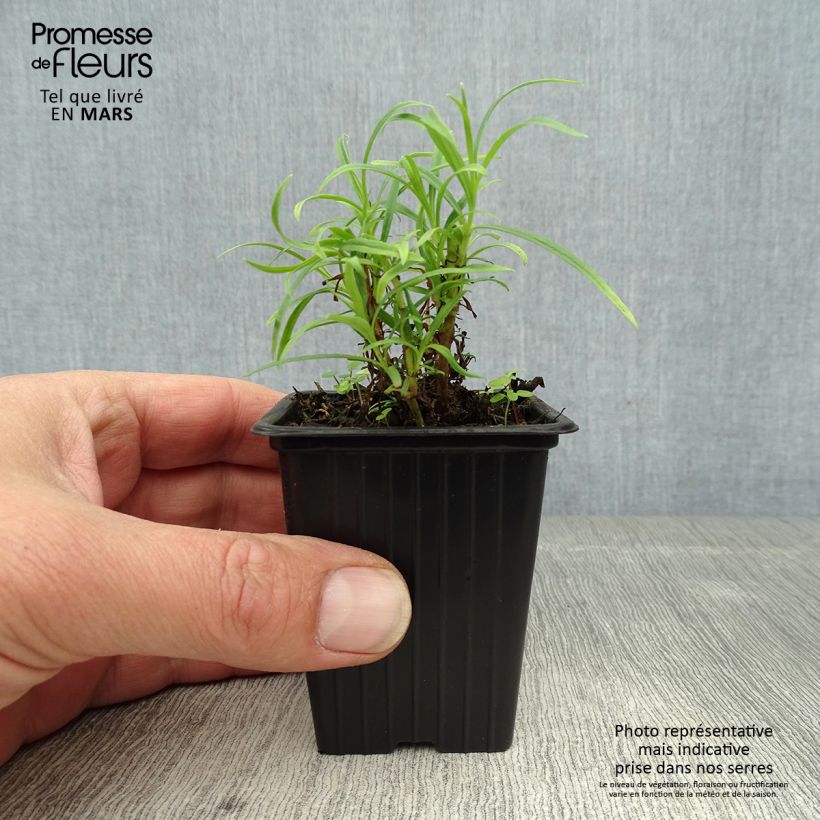 Exemplar von Penstemon Polaris Rose - Bartfaden Kleine Töpfe von 7/8 cm wie im Frühjahr geliefert