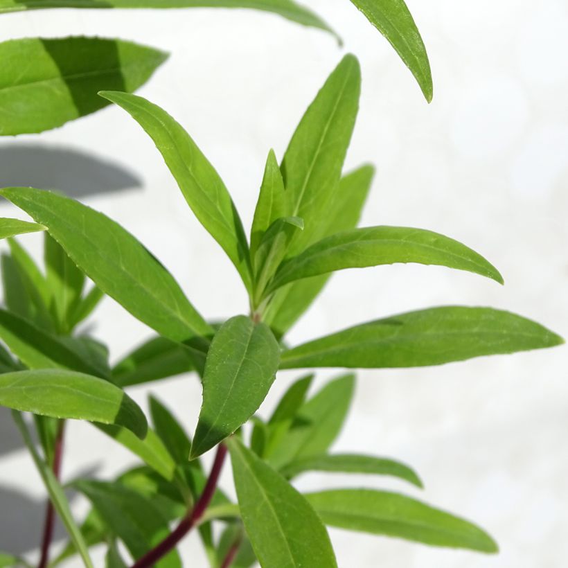 Penstemon Purple Passion - Bartfaden (Foliage)