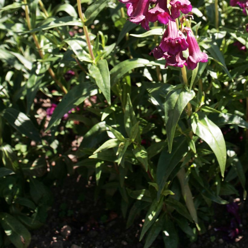 Penstemon Raven - Bartfaden (Foliage)