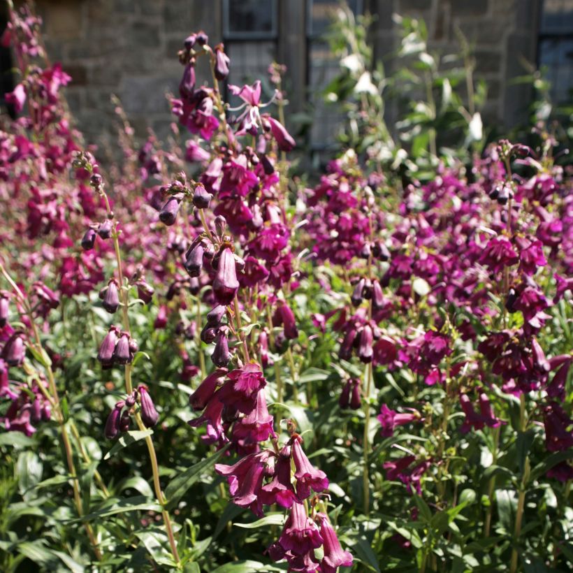 Penstemon Raven - Bartfaden (Flowering)