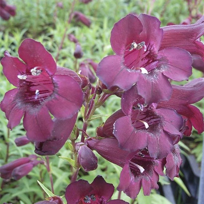 Penstemon Rich Ruby - Bartfaden (Flowering)