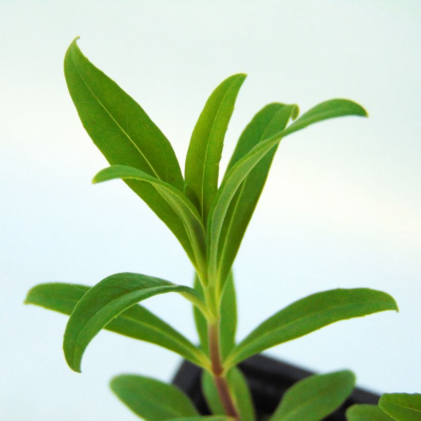 Penstemon Rich Ruby - Bartfaden (Foliage)