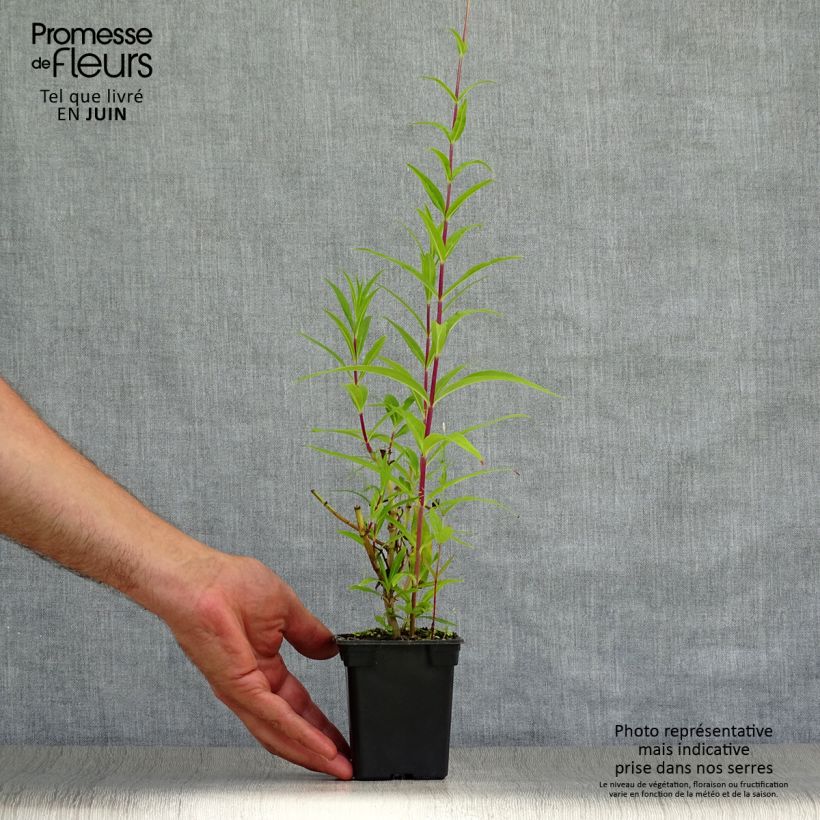 Exemplar von Penstemon Rich Ruby - Bartfaden Kleine Töpfe von 7/8 cm wie im Sommer geliefert