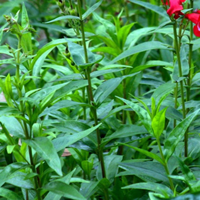 Penstemon Rubicundus - Bartfaden (Foliage)