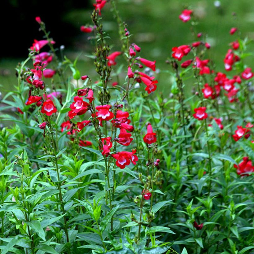 Penstemon Rubicundus - Bartfaden (Flowering)