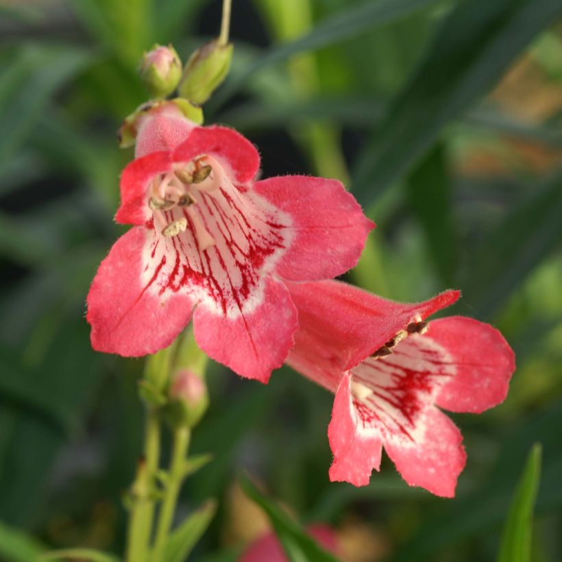 Penstemon Souvenir d'Adrien Régnier - Bartfaden (Flowering)