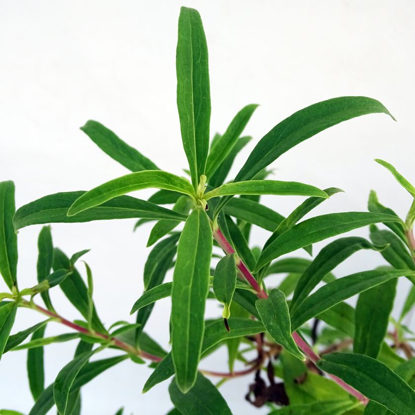Penstemon Souvenir d'Adrien Régnier - Bartfaden (Foliage)