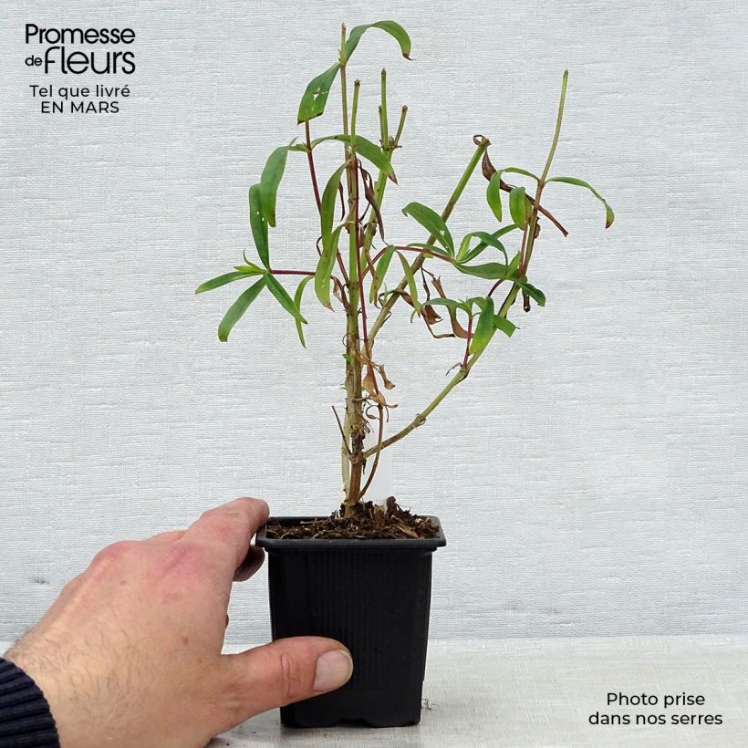 Exemplar von Penstemon Souvenir d'Adrien Régnier - Bartfaden Kleine Töpfe von 8/9 cm wie im Frühjahr geliefert